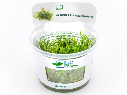 Weihnachtsbaum-Moos - Vesicularia montagnei in vitro